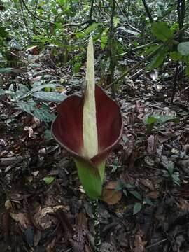 Image of Amorphophallus hewittii Alderw.