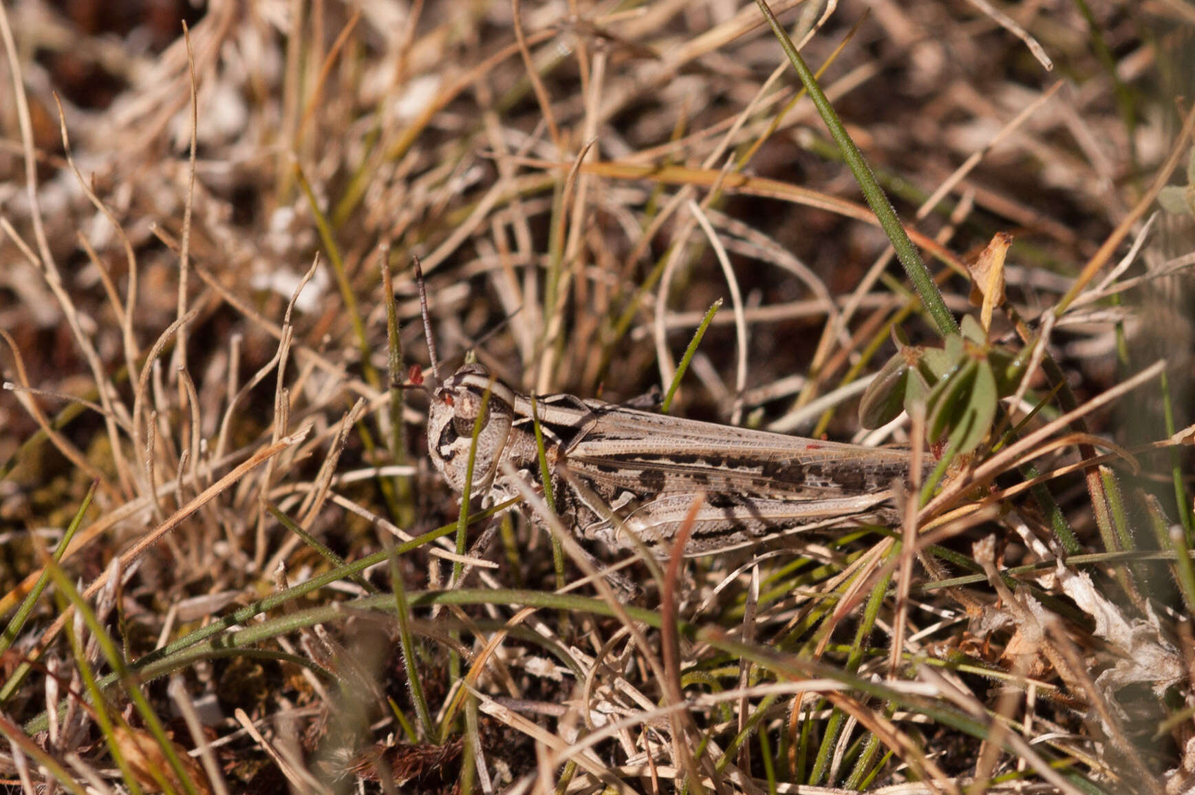 Image de Austroicetes vulgaris (Sjöstedt 1932)