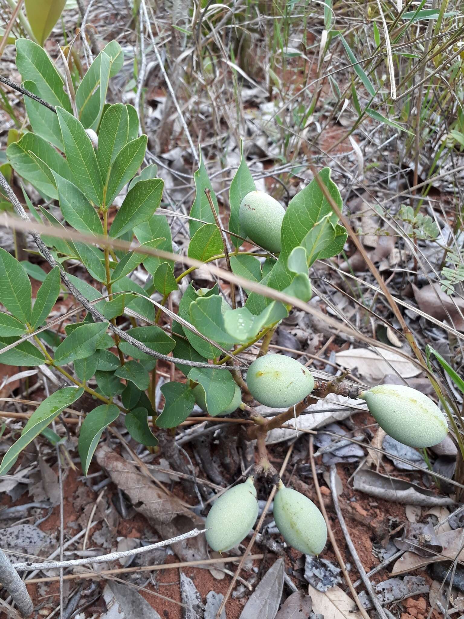 Plancia ëd Andira laurifolia Benth.