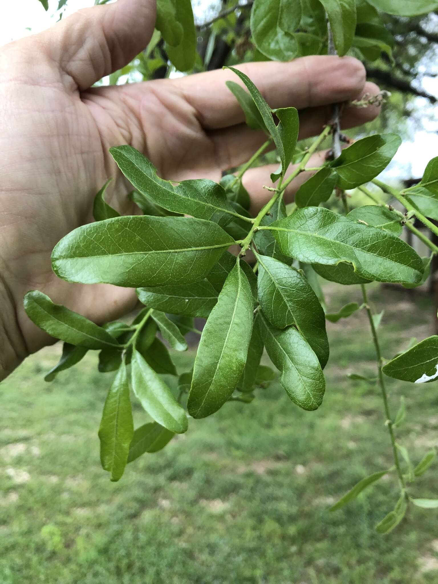 Sivun Quercus sinuata Walter kuva