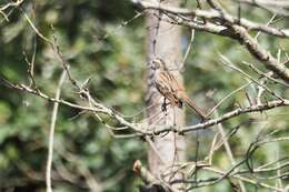 Emberiza cioides ciopsis Bonaparte 1850的圖片