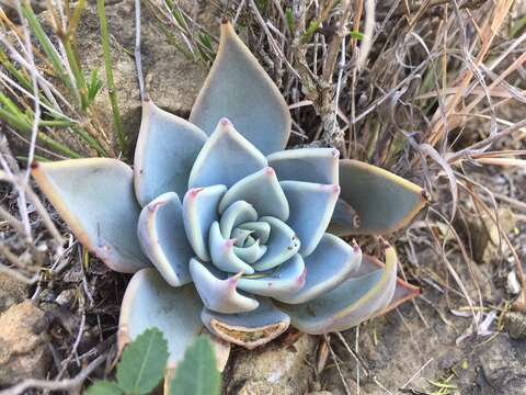 Image of Echeveria cuspidata Rose ex Britton & Rose