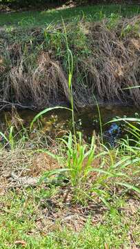 Image of itchgrass