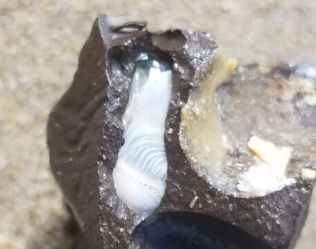 Image of Rostrate-Piddocks