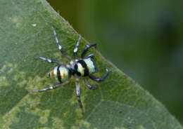 Image of Phintella vittata (C. L. Koch 1846)