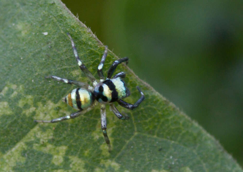 Image of Phintella vittata (C. L. Koch 1846)