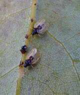 Image of Avocado lace bug