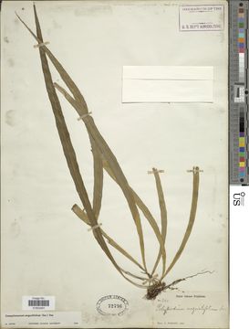 Image of narrow strapfern