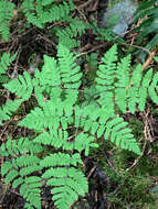 Image of Pacific oak-fern