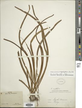 Image of narrow strapfern