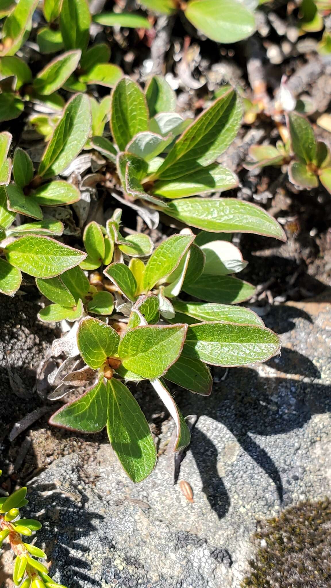 Salix cascadensis Cockerell的圖片