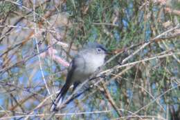 صورة Polioptila caerulea obscura Ridgway 1883