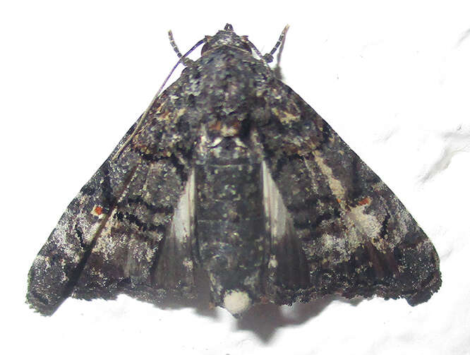 Image of <i>Marathyssa albidisca</i>