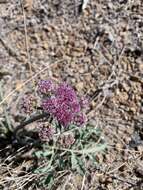 Image of bulbous springparsley