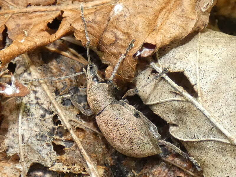 Imagem de Otiorhynchus (Otiorhynchus) bisulcatus (Fabricius 1781)