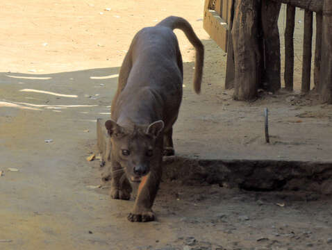 Image of fossa