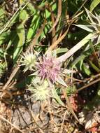 Image de Eryngium armatum (S. Wats.) Coult. & Rose