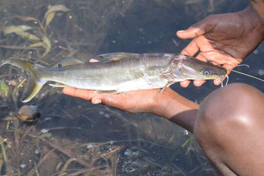 Image of Giant river catfish