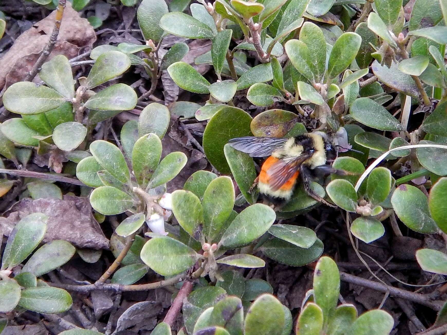 Image of Tricolored Bumble Bee