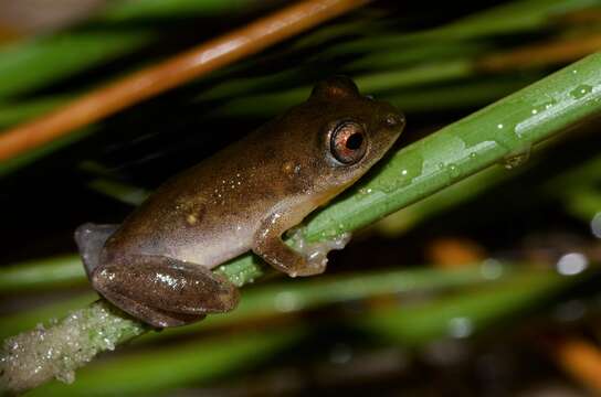 Image of Hyperolius stictus Conradie, Verburgt, Portik, Ohler, Bwong & Lawson 2018