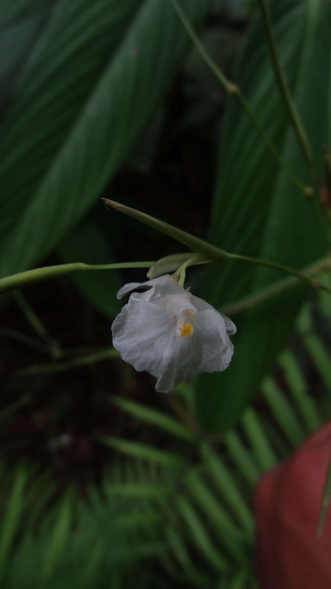 Image de Indianthus virgatus (Roxb.) Suksathan & Borchs.