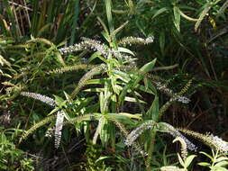 Image of <i>Veronica <i>stricta</i></i> var. stricta