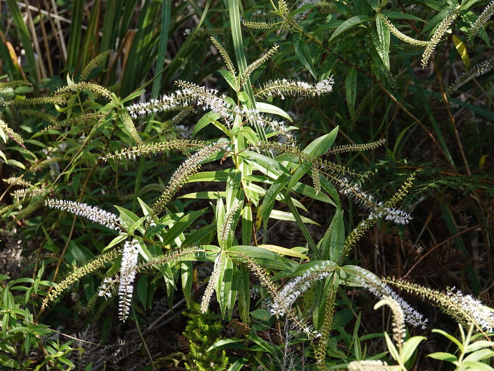 Image of <i>Veronica <i>stricta</i></i> var. stricta