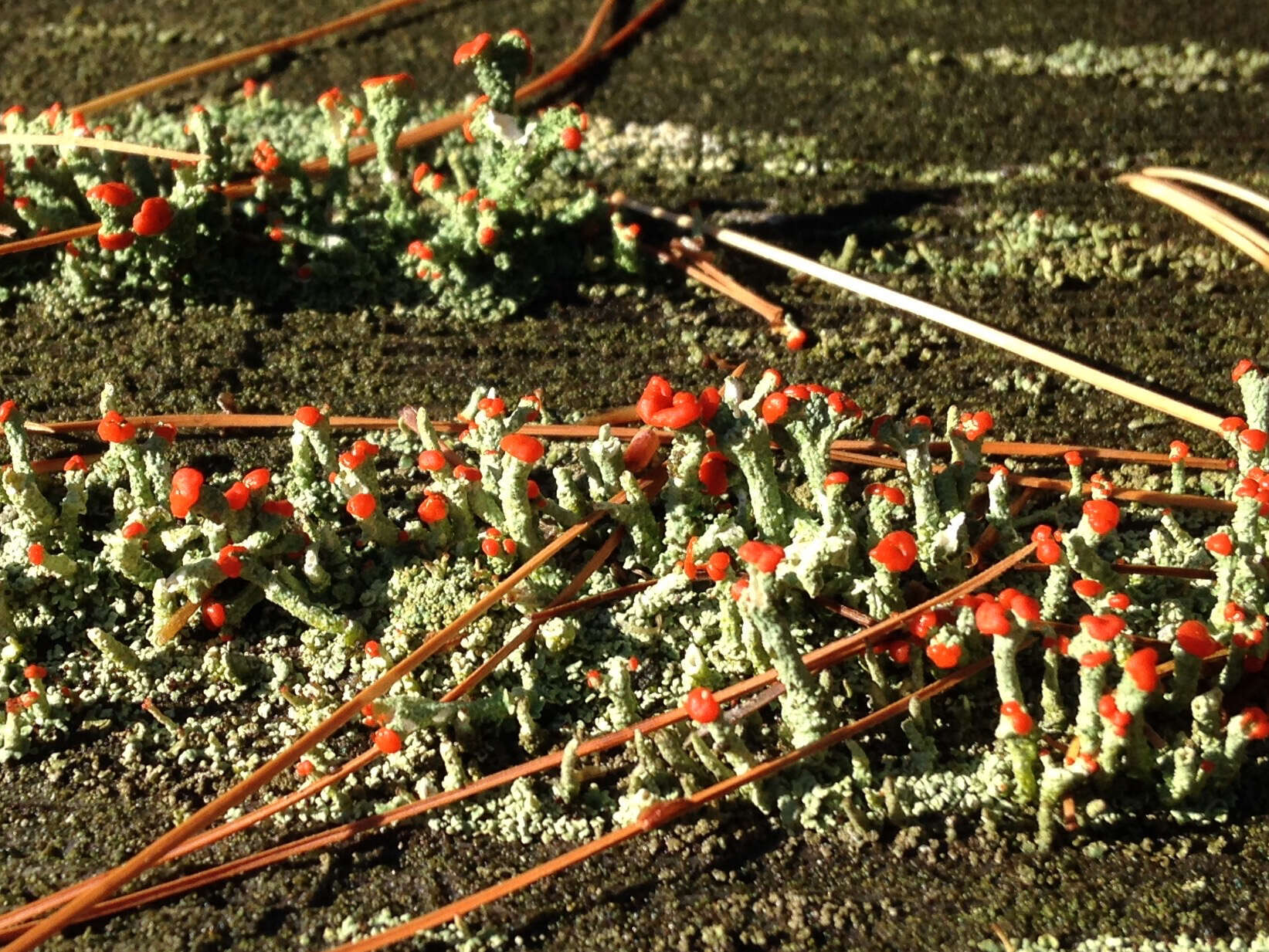 Слика од Cladonia cristatella Tuck.