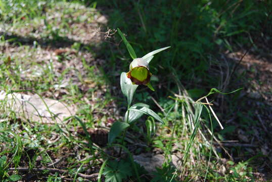 Image of Fritillaria pontica Wahlenb.