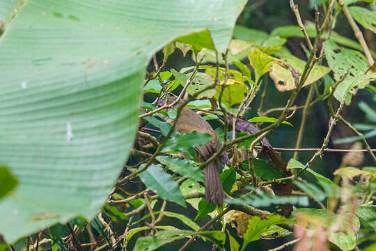 Phyllastrephus flavostriatus (Sharpe 1876) resmi