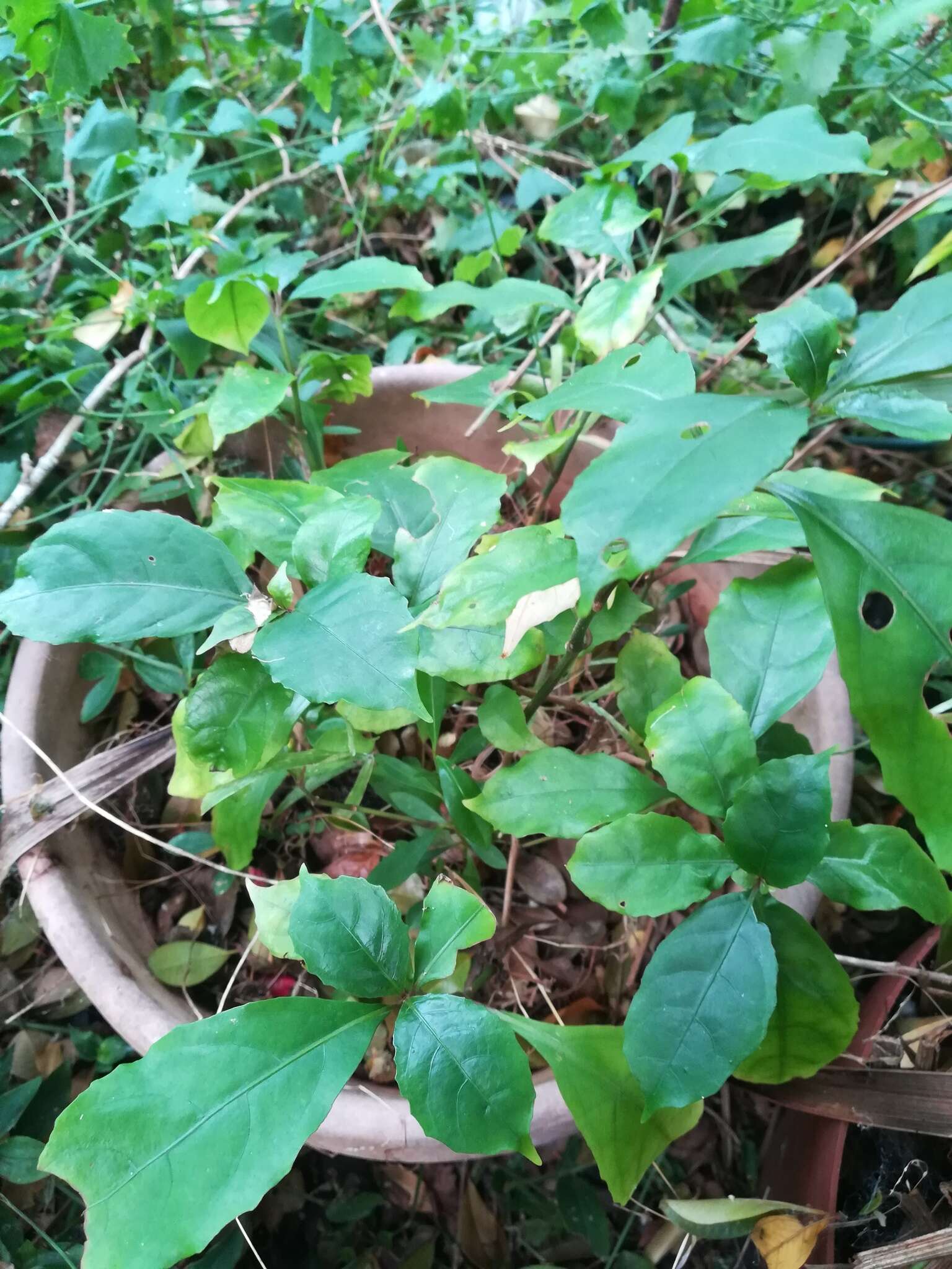 Image of River bells