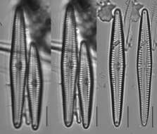 Gomphonema subclavatum var. mexicanum resmi