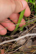 Image of Swamp spider orchid