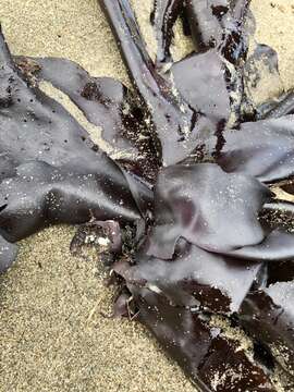 Image of Iridescent Seaweed