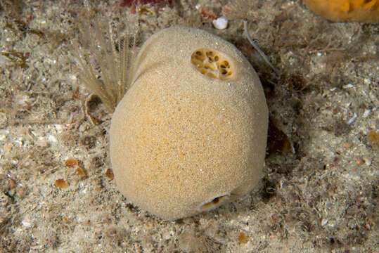 Image of fleshy horny sponge