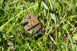 Image of Homoeonympha boisduvalii Blanchard 1852