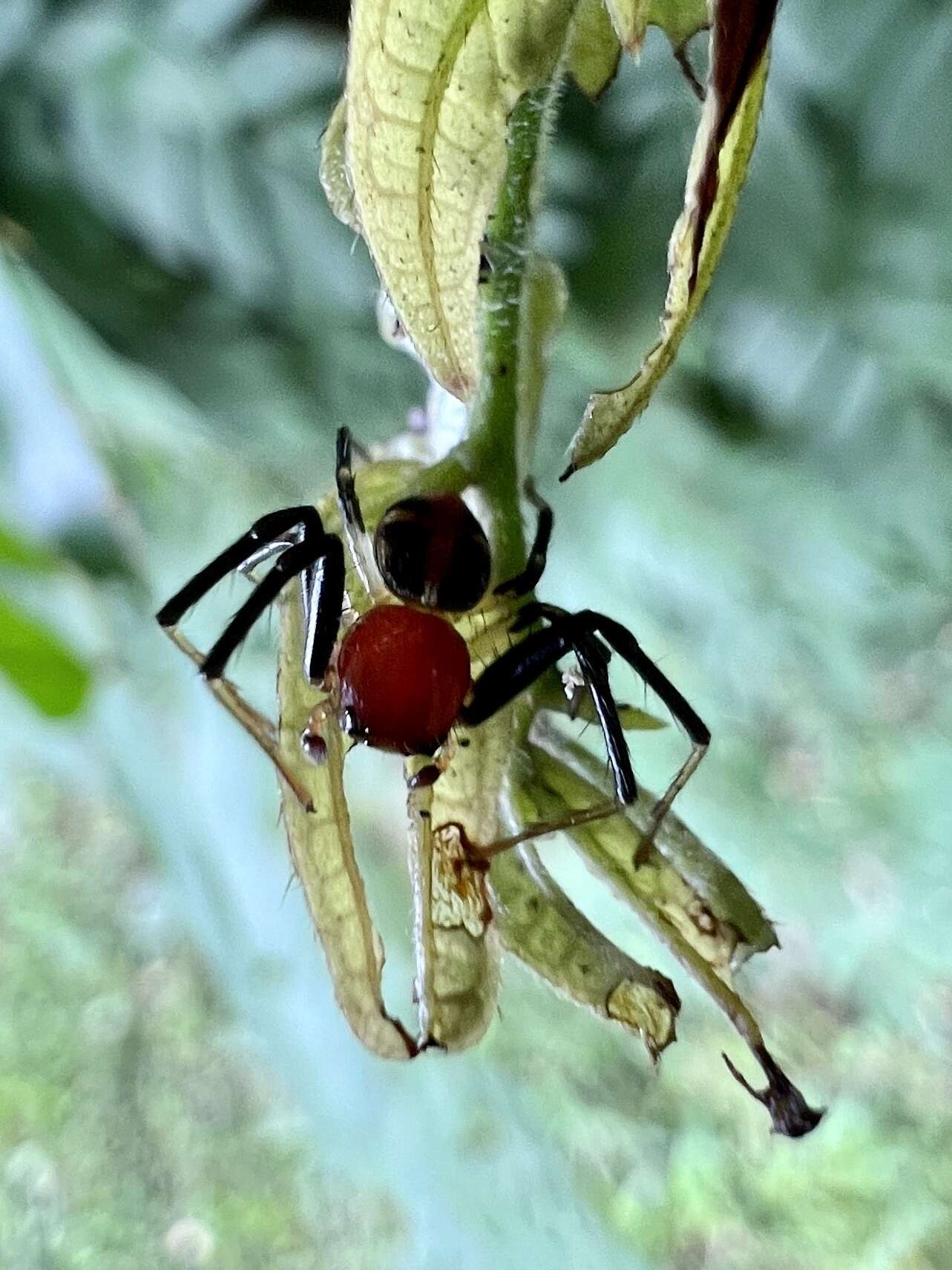 Image of Brown Flower Spider