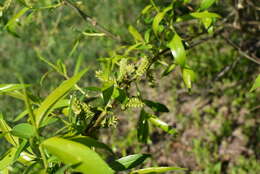 Image of Salix pierotii Miq.