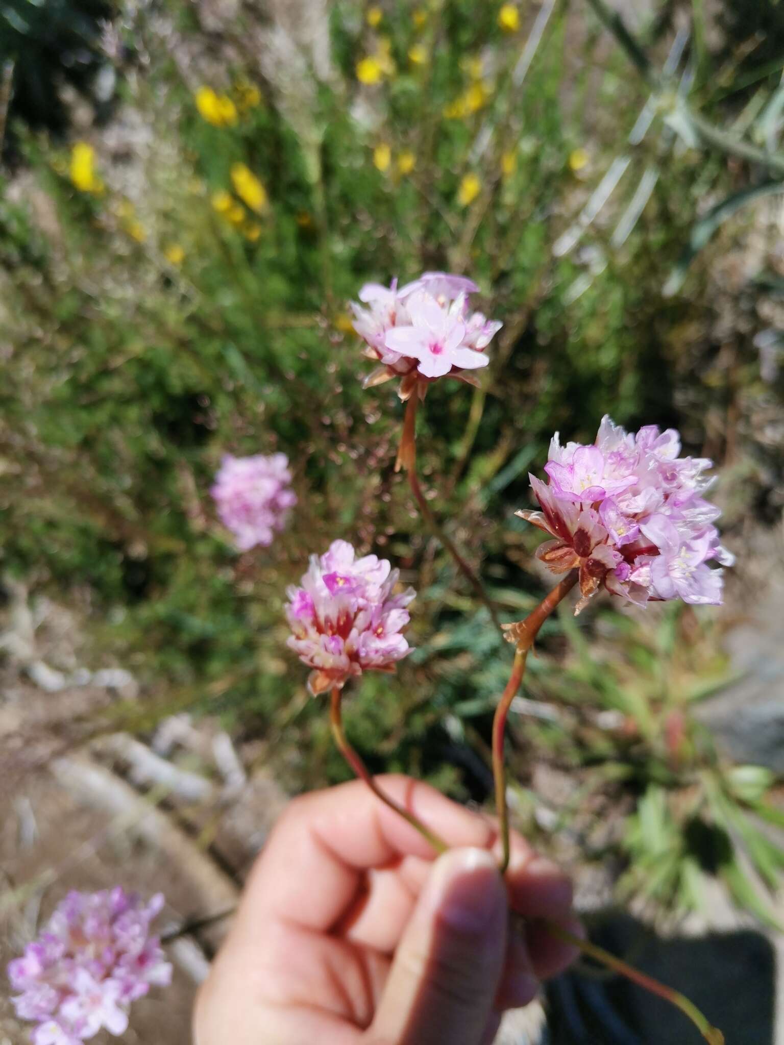 Image of Armeria maderensis Lowe