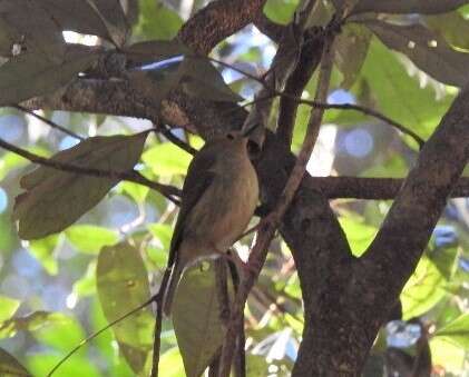 Image of Large-billed Scrubwren