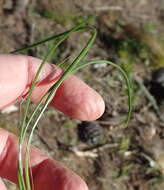 Image of Romulea setifolia N. E. Br.