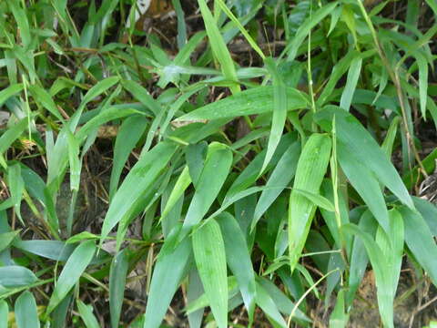 Image of bamboo-leaf