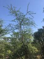 Image of Slender three-thorned acacia