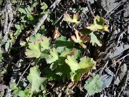 Image of Glandular Crane's-bill