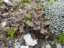 صورة Lepidium sisymbrioides Hook. fil.