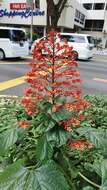 Imagem de Clerodendrum paniculatum L.