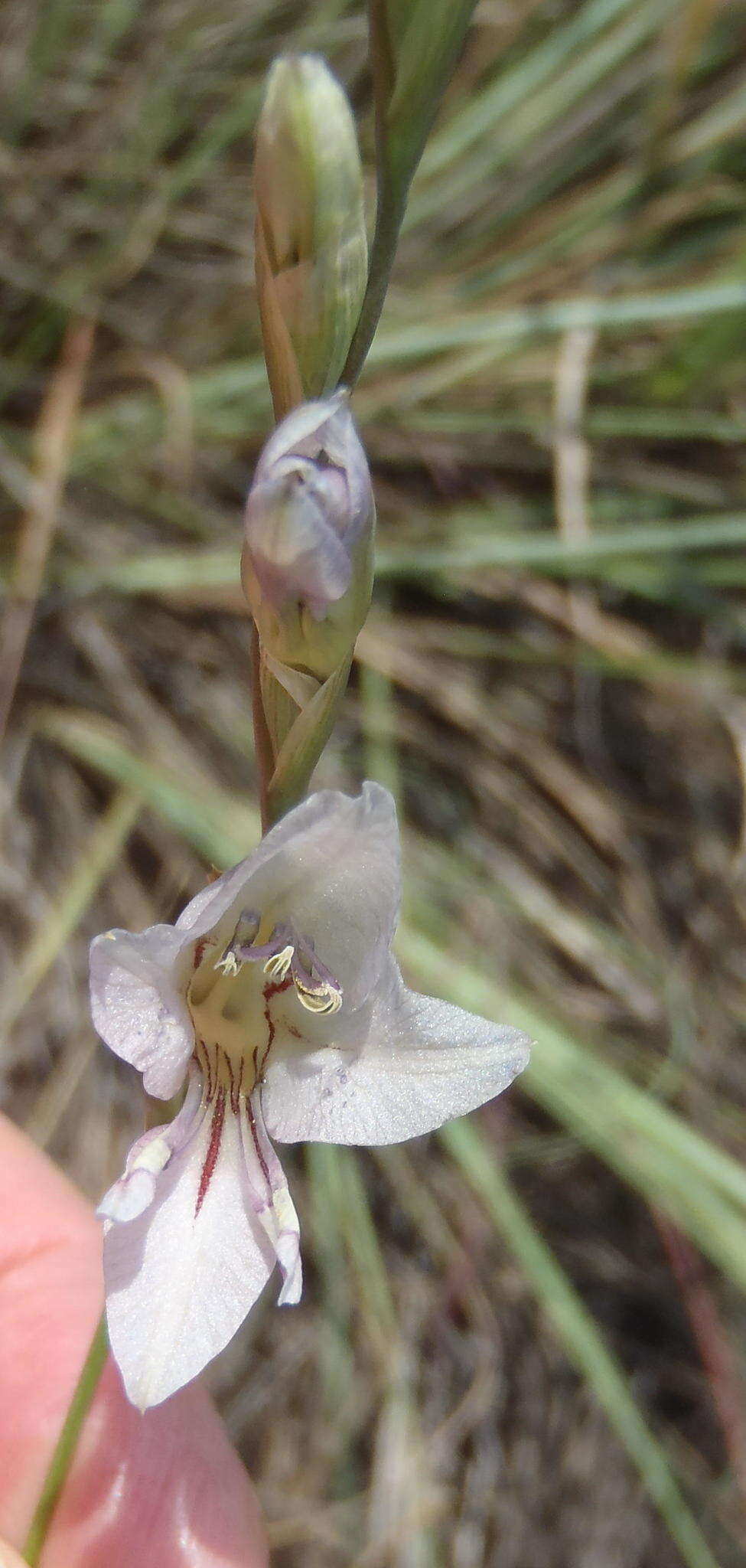 Imagem de Gladiolus pretoriensis Kuntze