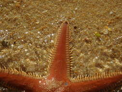 Image of Astropecten aranciacus (Linnaeus 1758)