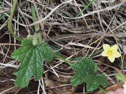 Image of Coccinia hirtella Cogn.