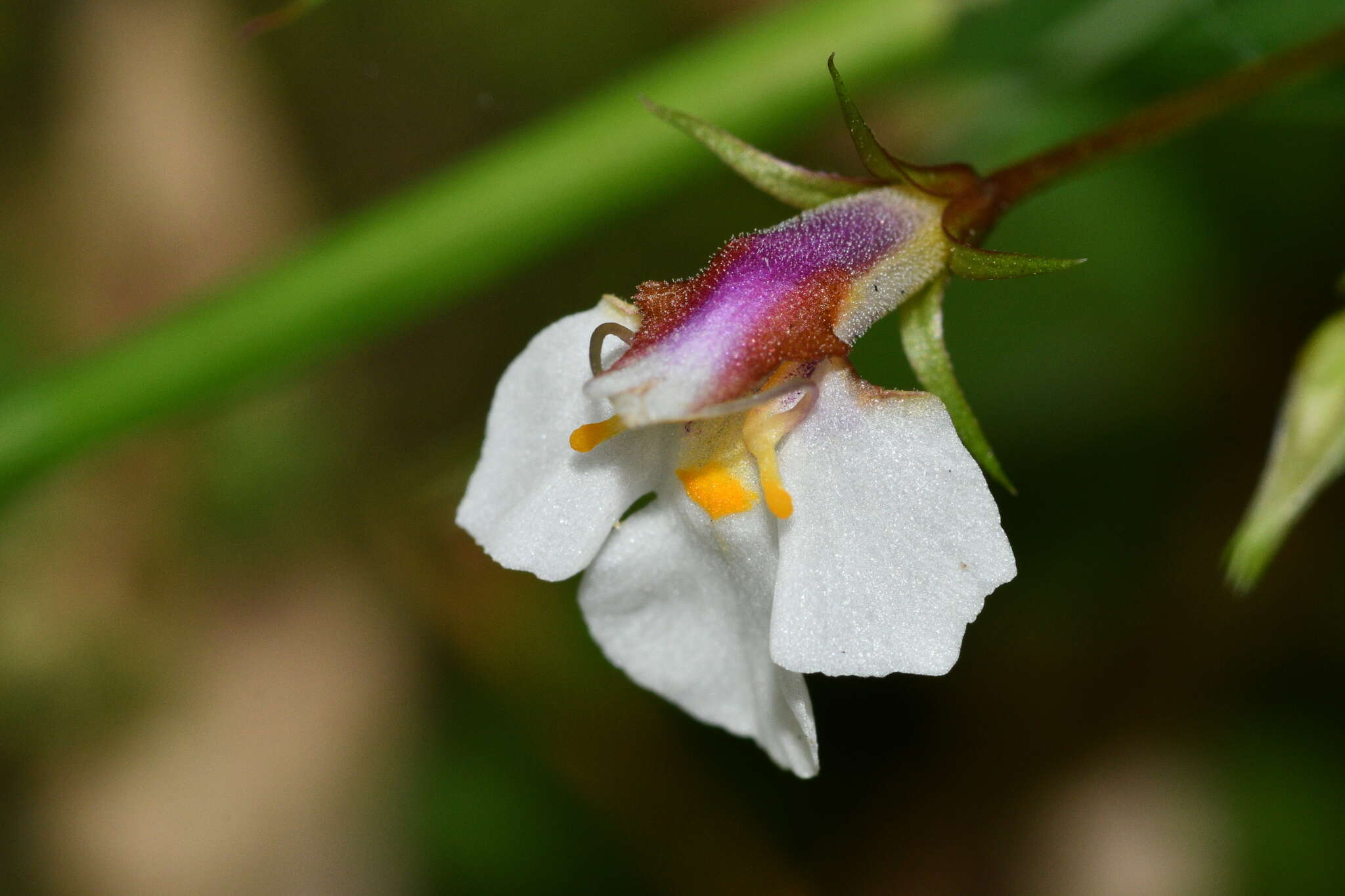 Vandellia scutellariiformis (T. Yamaz.) T. Yamaz. resmi